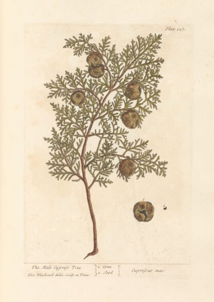 The male cypress tree by Elizabeth Blackwell