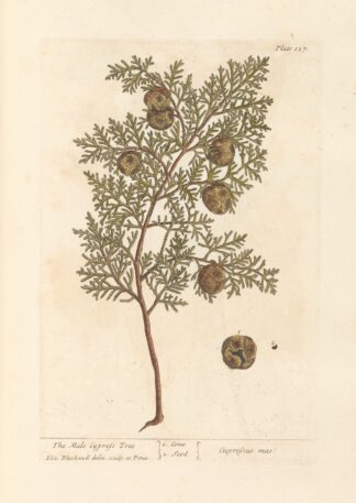 The male cypress tree by Elizabeth Blackwell