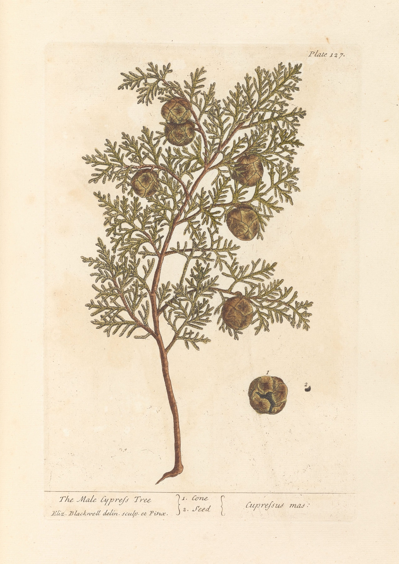 The male cypress tree by Elizabeth Blackwell