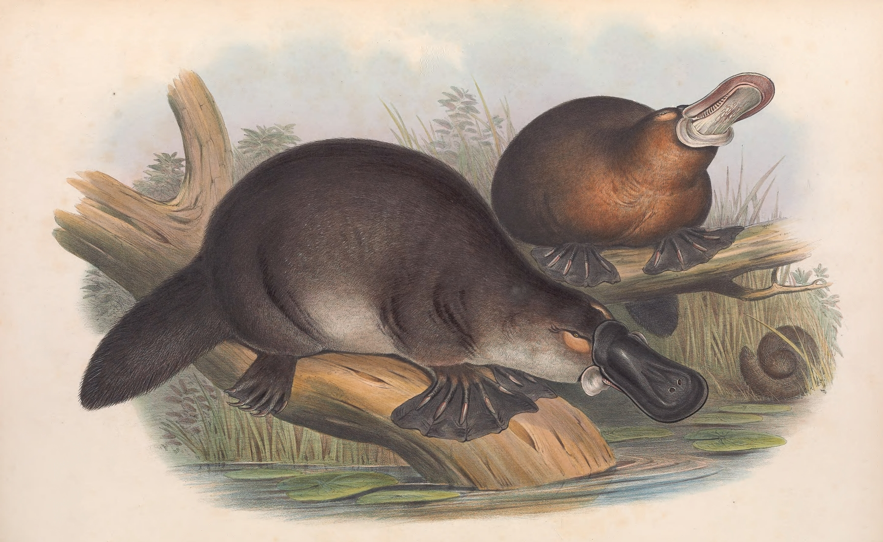 The mammals of Australia Pl.001 by John Gould