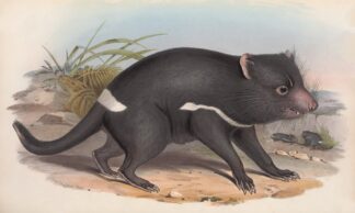 The mammals of Australia Pl.027 by John Gould