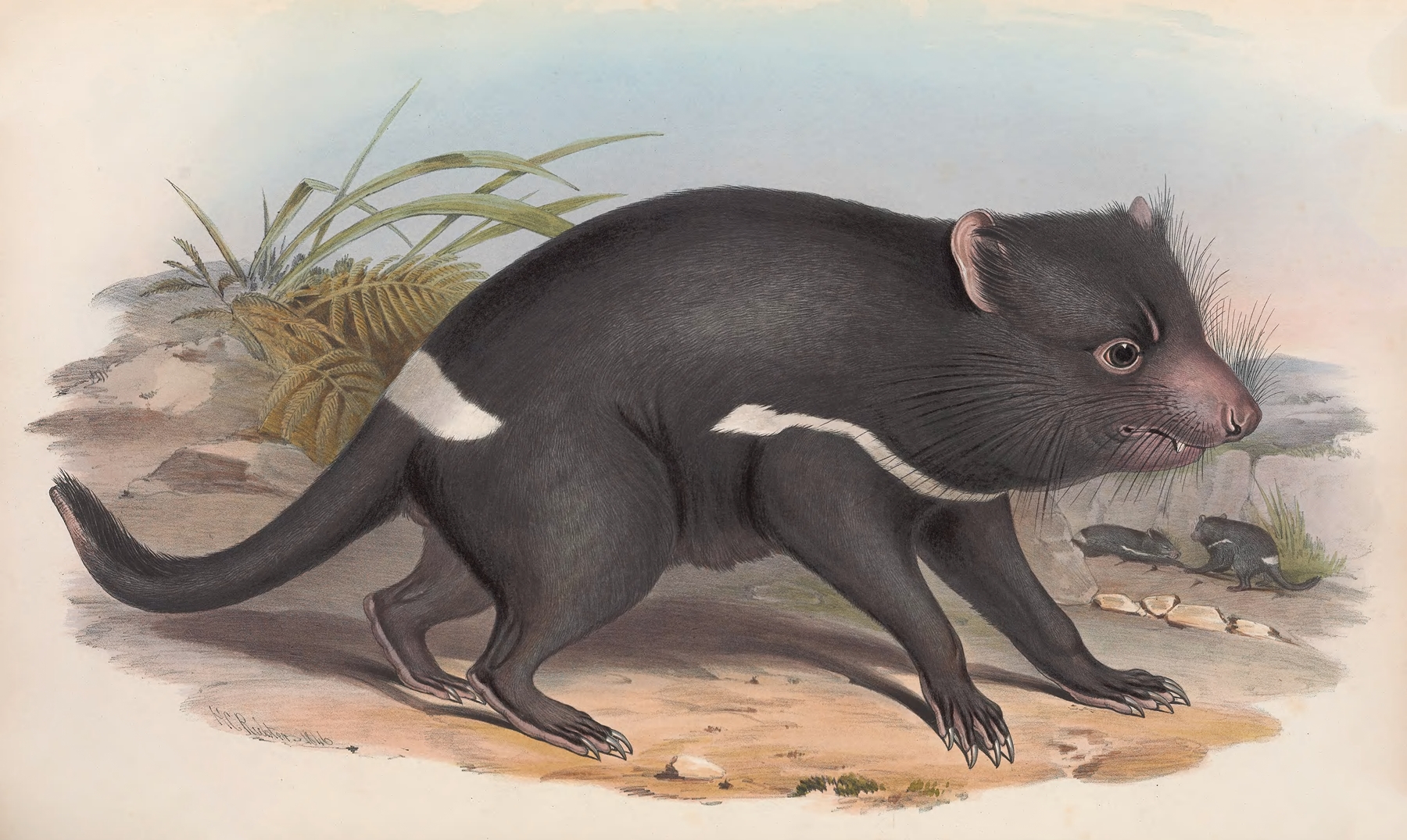 The mammals of Australia Pl.027 by John Gould