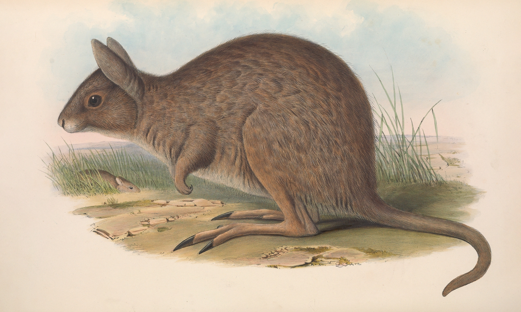 The mammals of Australia Pl.093 by John Gould