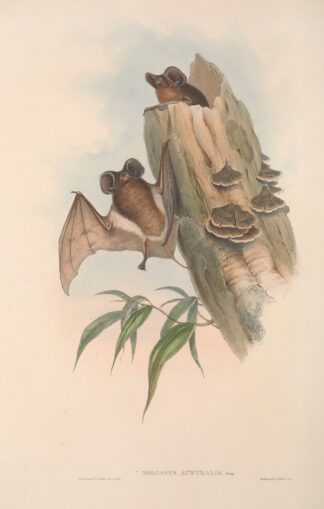 The mammals of Australia Pl.137 by John Gould