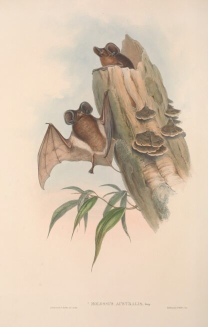 The mammals of Australia Pl.137 by John Gould