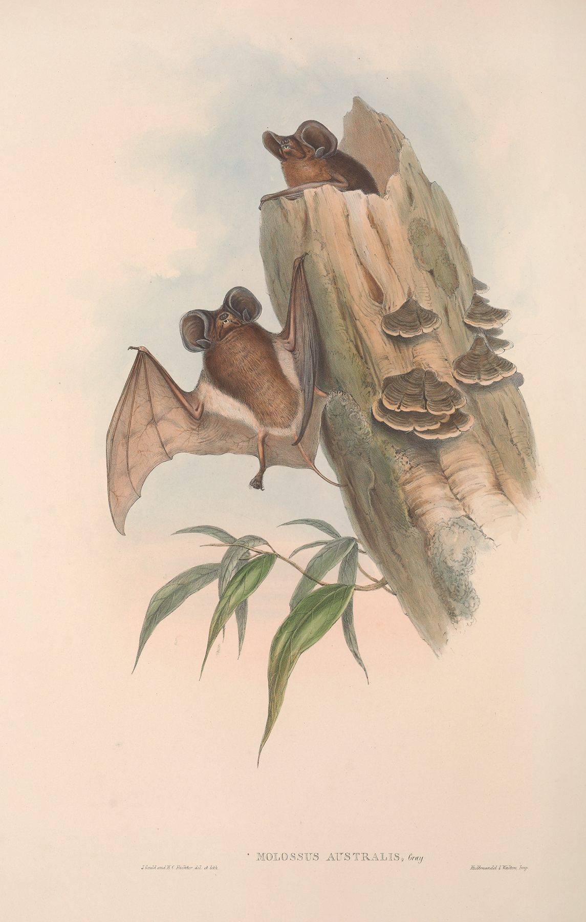 The mammals of Australia Pl.137 by John Gould