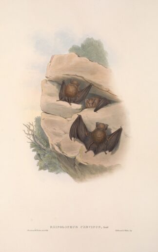 The mammals of Australia Pl.140 by John Gould