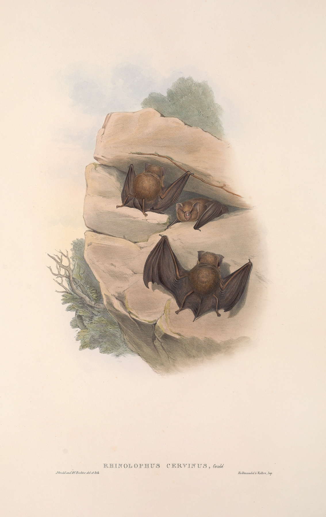 The mammals of Australia Pl.140 by John Gould