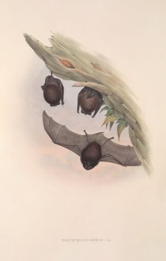 The mammals of Australia Pl.147 by John Gould