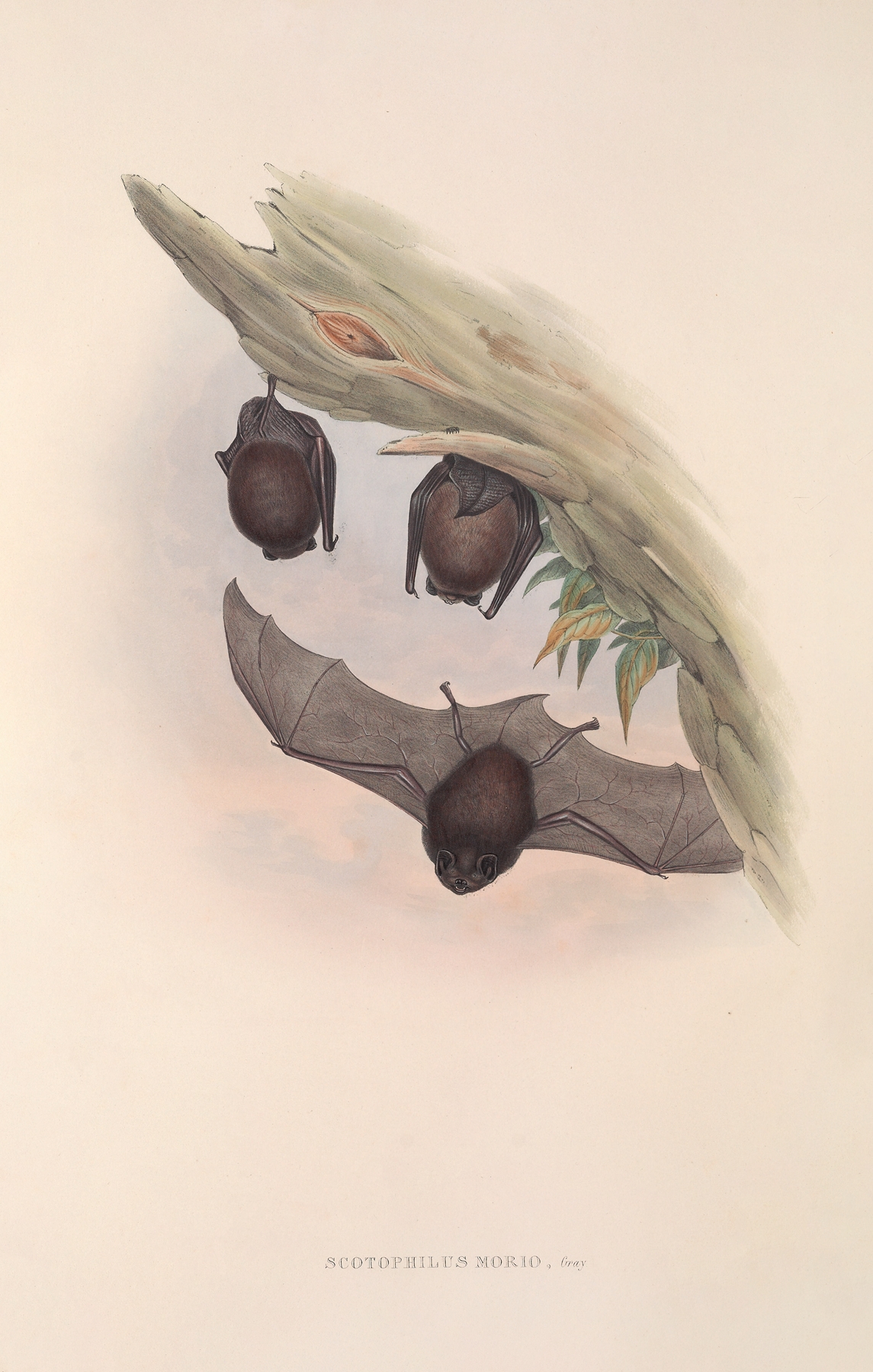 The mammals of Australia Pl.147 by John Gould