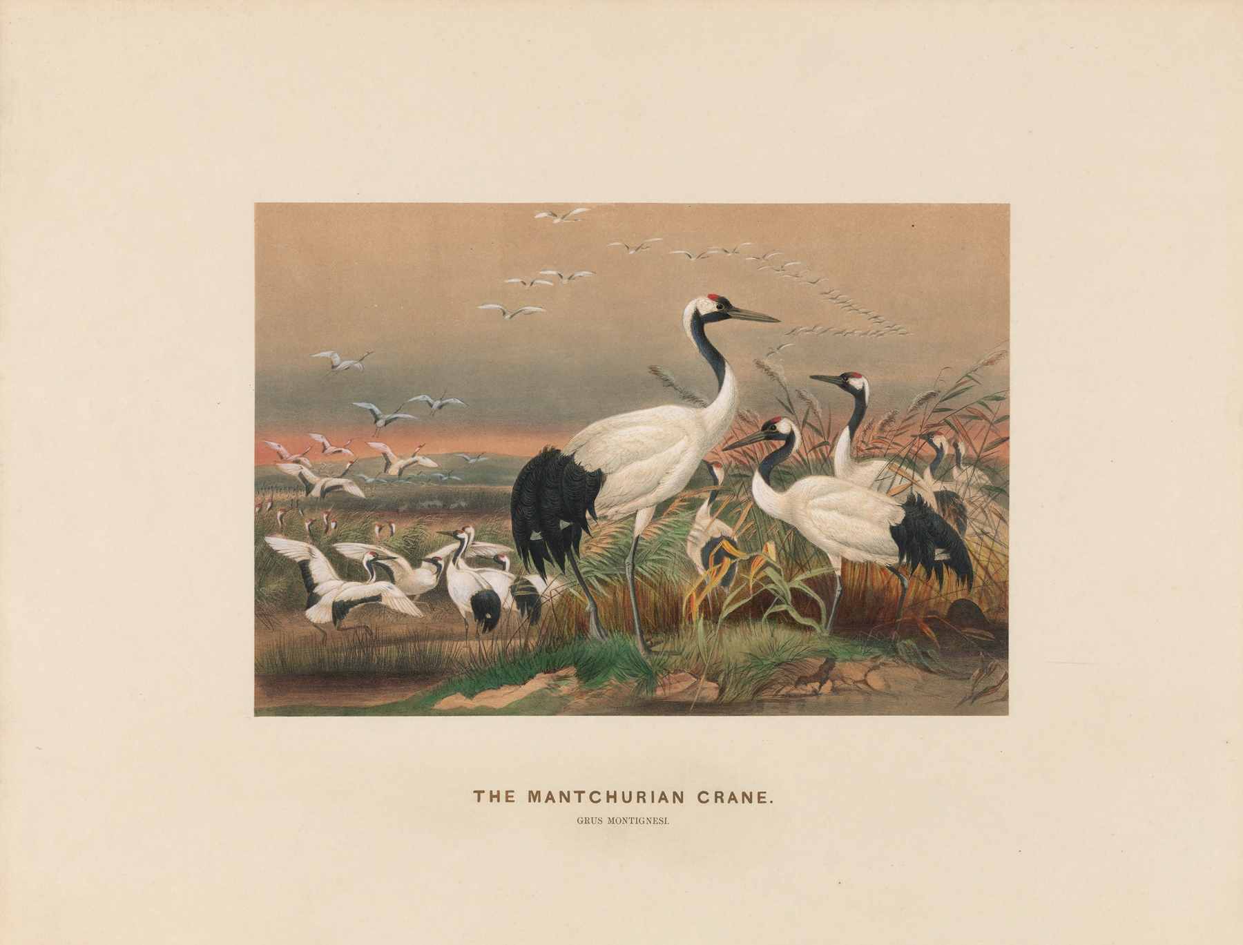 The Mantchurian Crane by Joseph Wolf