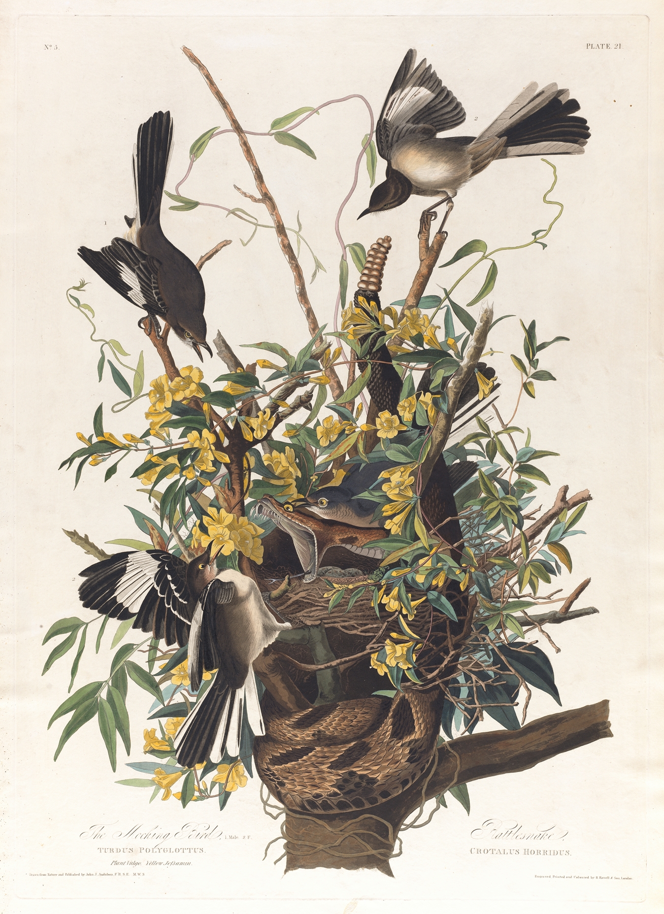 The mocking bird by John James Audubon