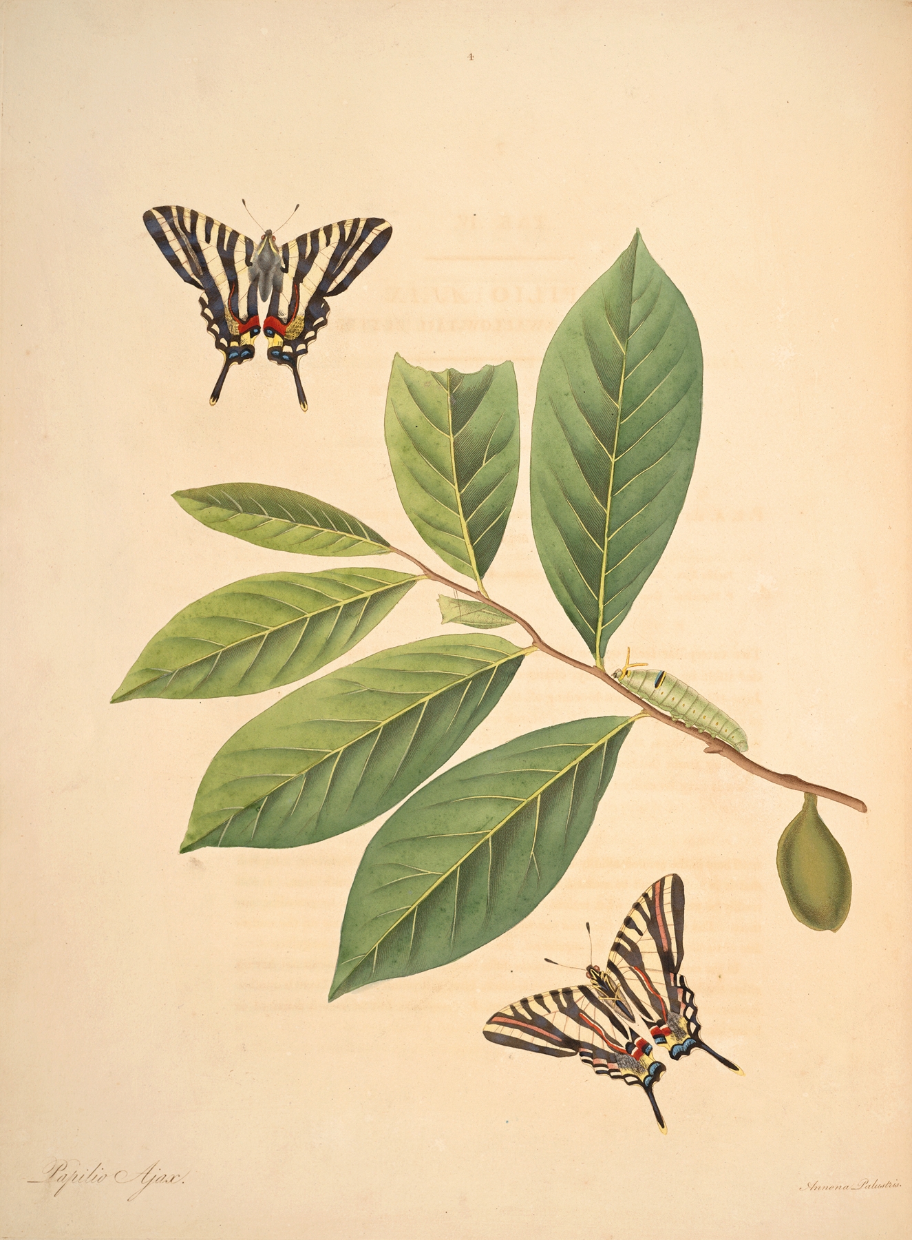 The natural history of the rarer lepidopterous insects of Georgia Pl.004 by James Edward Smith