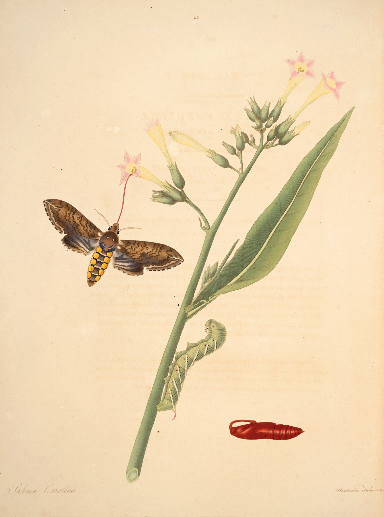 The natural history of the rarer lepidopterous insects of Georgia Pl.033 by James Edward Smith