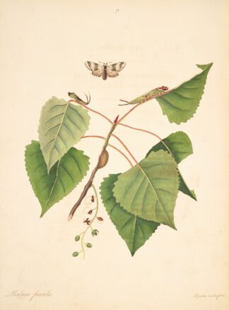 The natural history of the rarer lepidopterous insects of Georgia Pl.071 by James Edward Smith