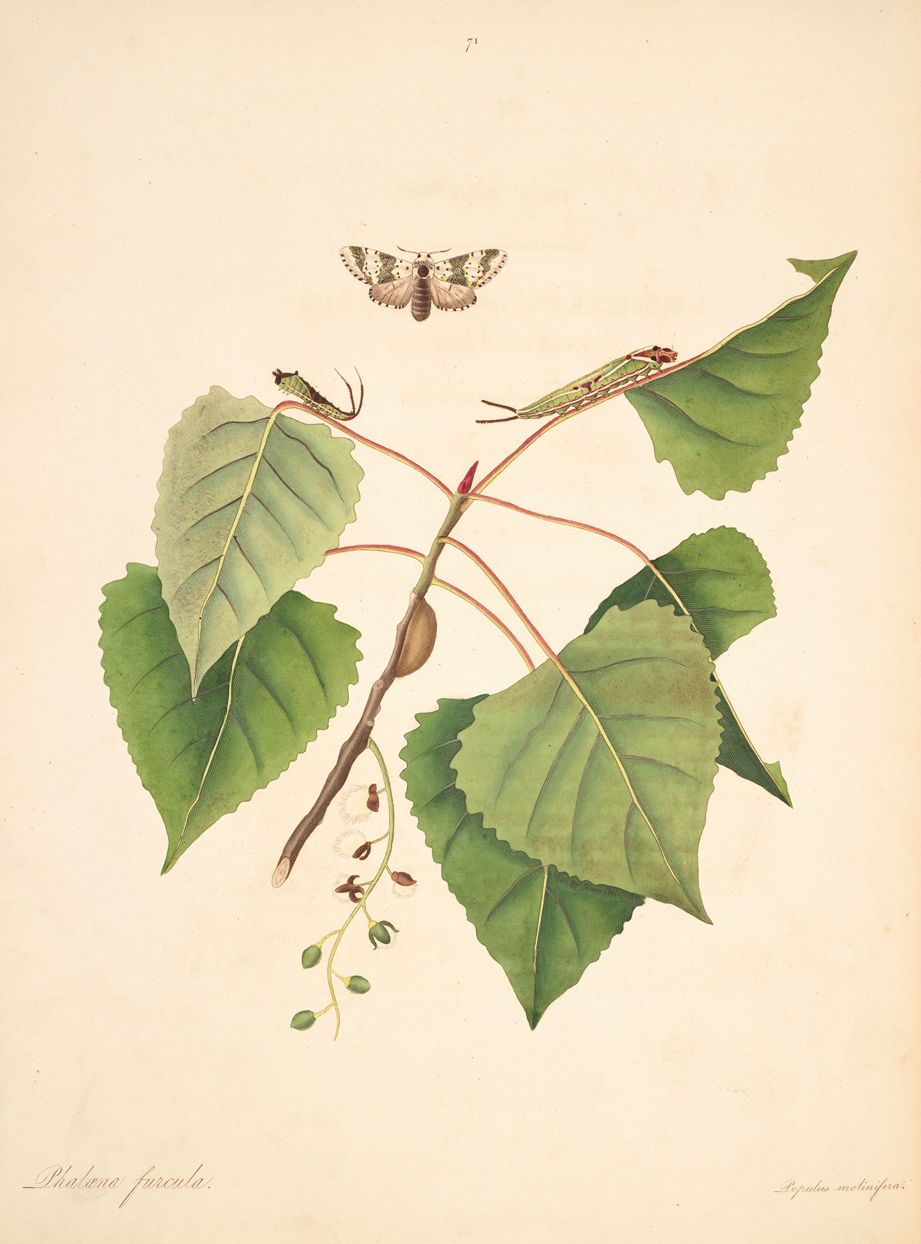The natural history of the rarer lepidopterous insects of Georgia Pl.071 by James Edward Smith