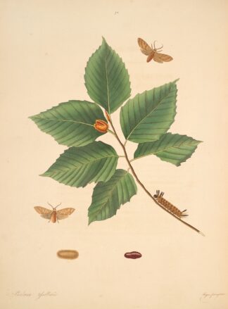 The natural history of the rarer lepidopterous insects of Georgia Pl.075 by James Edward Smith