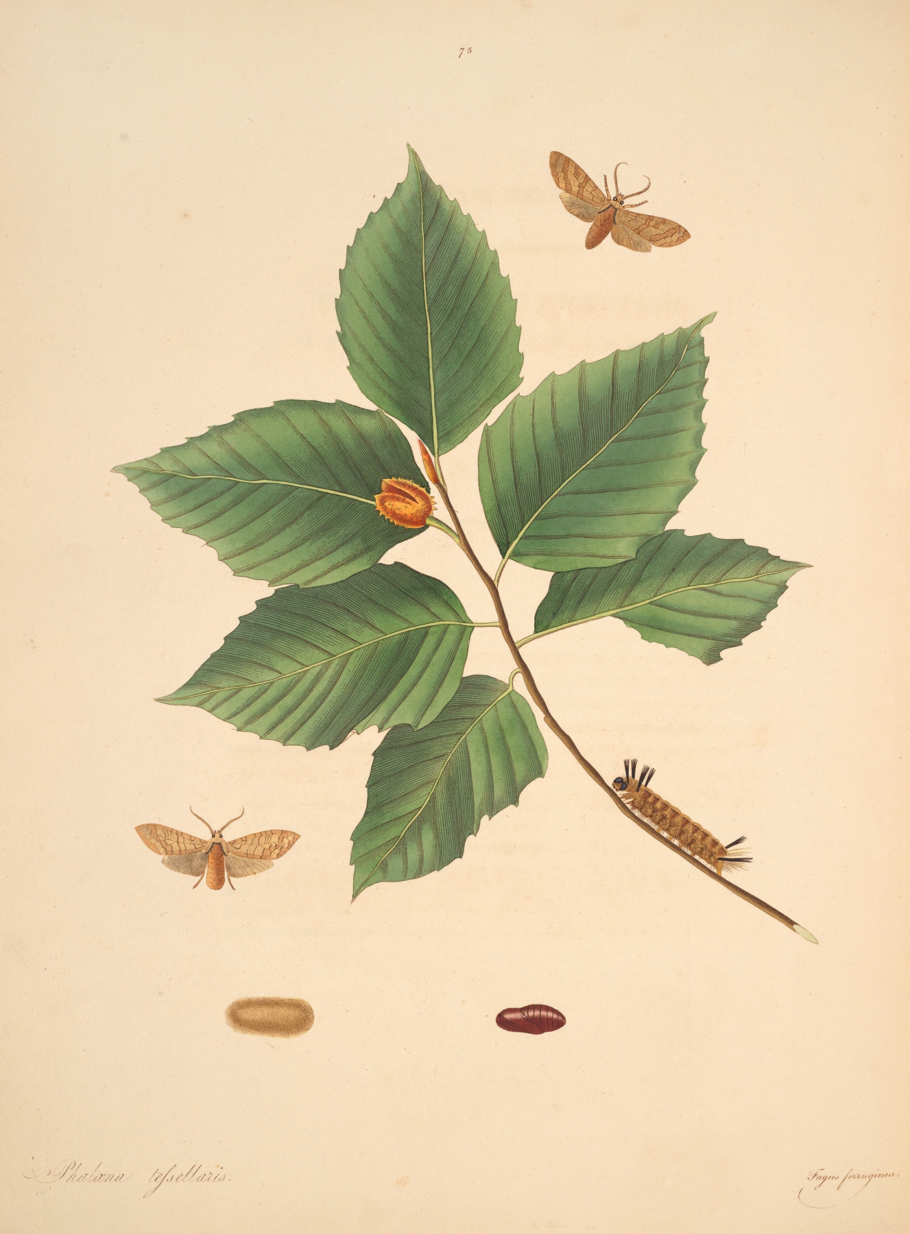 The natural history of the rarer lepidopterous insects of Georgia Pl.075 by James Edward Smith