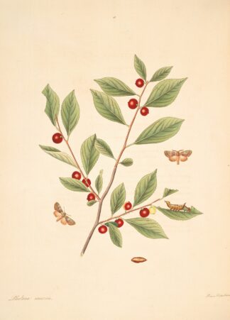 The natural history of the rarer lepidopterous insects of Georgia Pl.086 by James Edward Smith