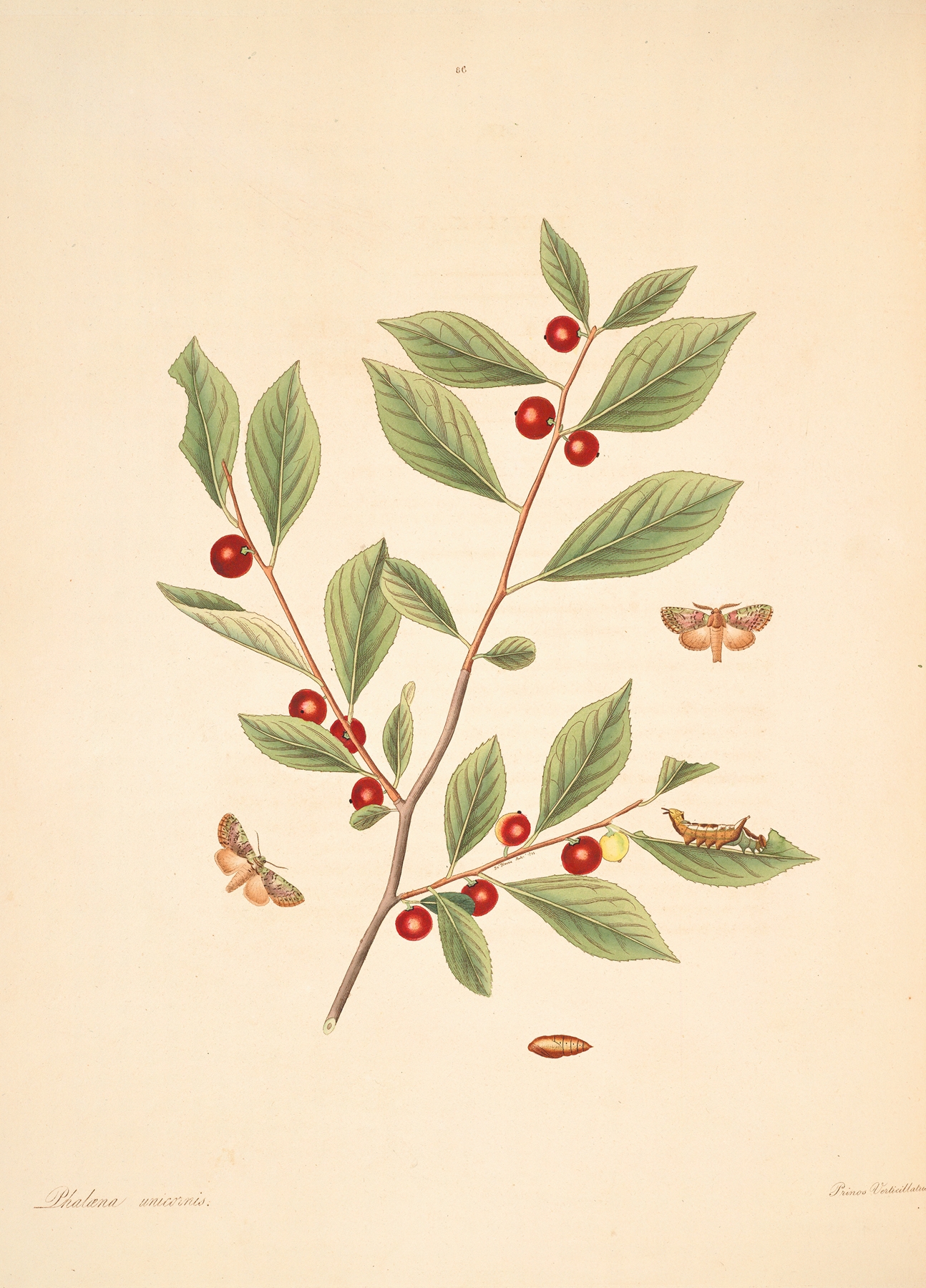 The natural history of the rarer lepidopterous insects of Georgia Pl.086 by James Edward Smith