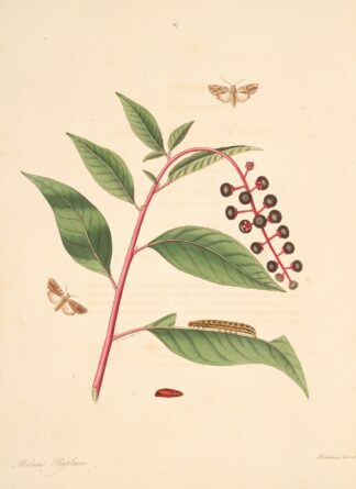 The natural history of the rarer lepidopterous insects of Georgia Pl.097 by James Edward Smith