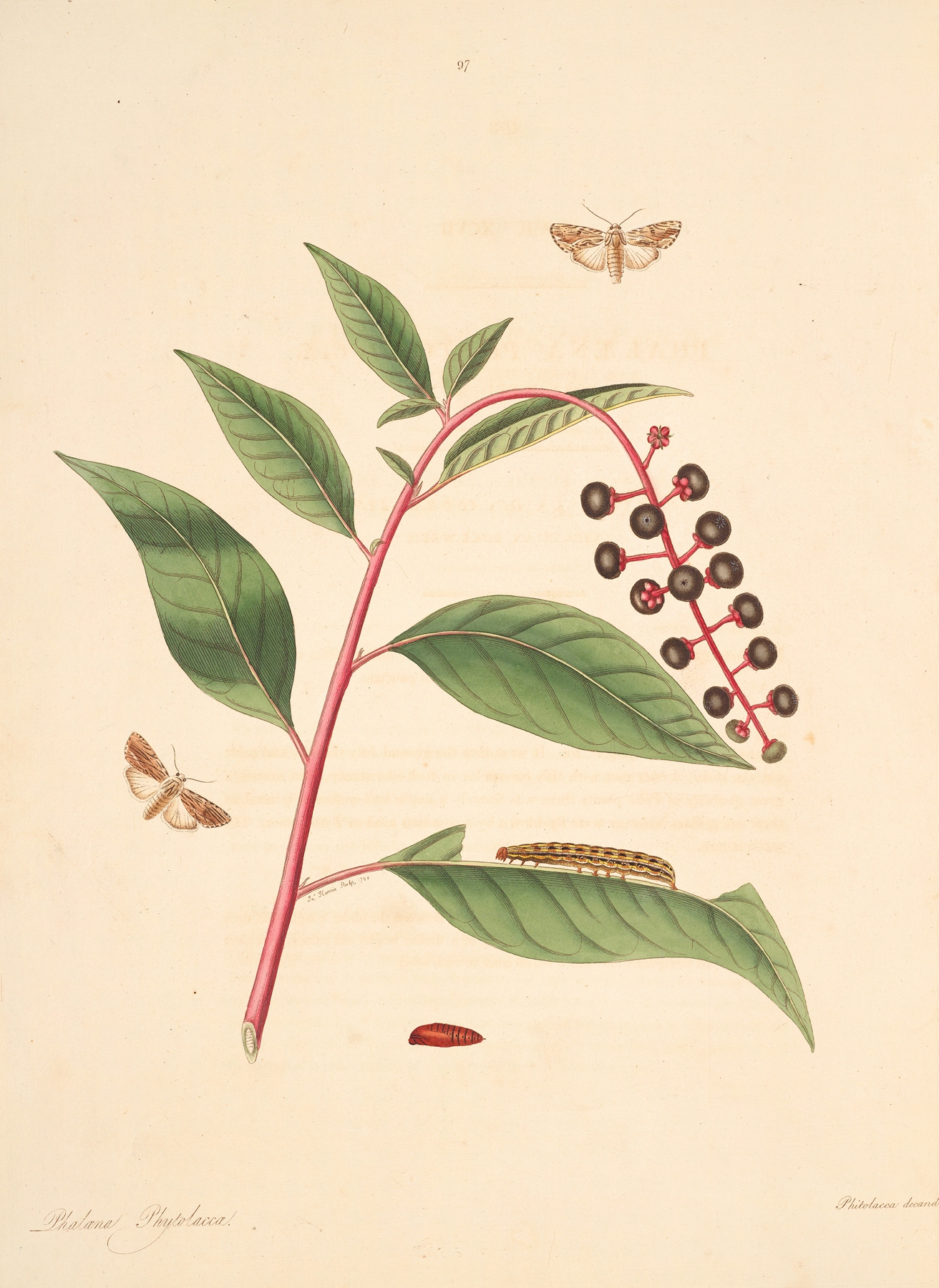 The natural history of the rarer lepidopterous insects of Georgia Pl.097 by James Edward Smith