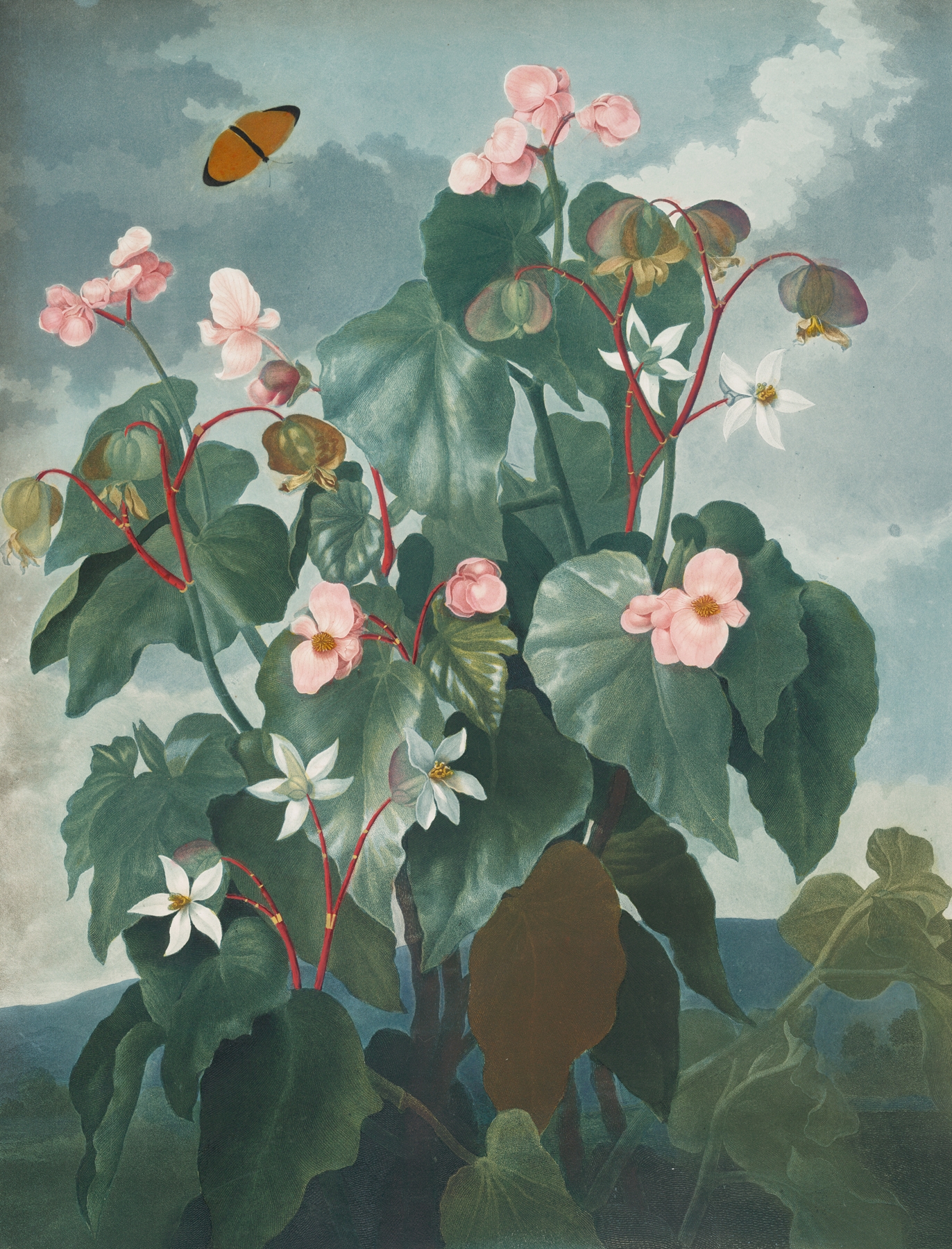 The oblique-leaved begonia by Robert John Thornton