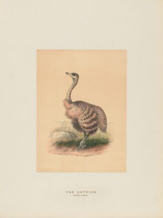 The Ostrich by Joseph Wolf