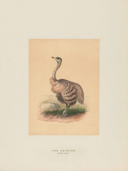 The Ostrich by Joseph Wolf