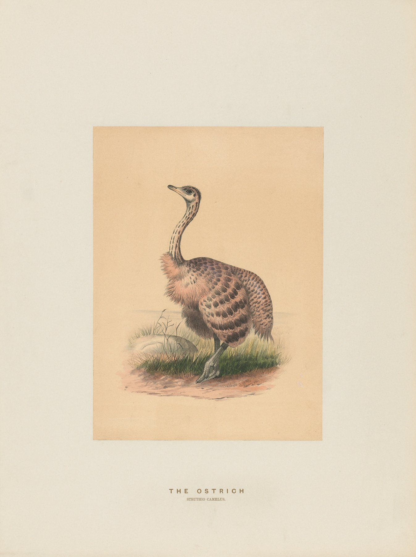 The Ostrich by Joseph Wolf