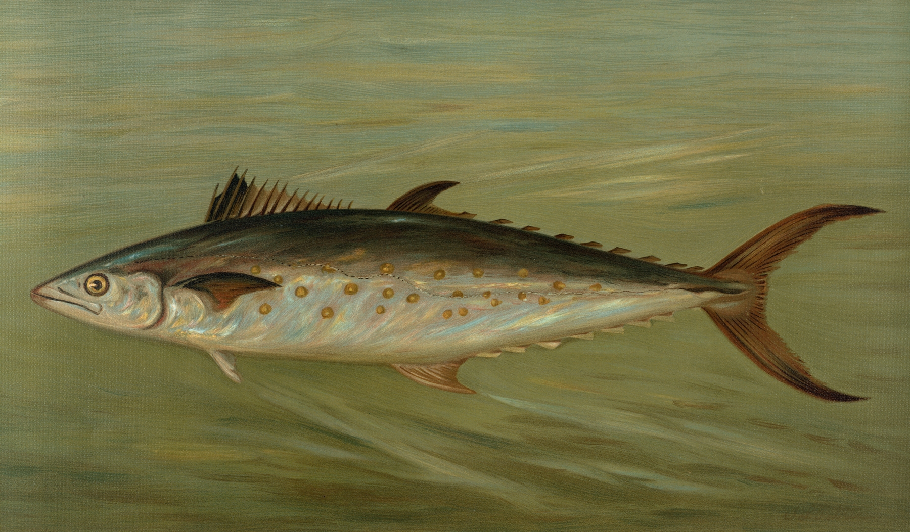 The Porgee or Scup, Stenotomus chrysops. by John L. Petrie