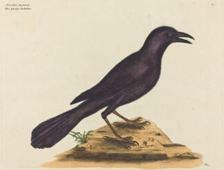 The Purple Jack Daw by Mark Catesby