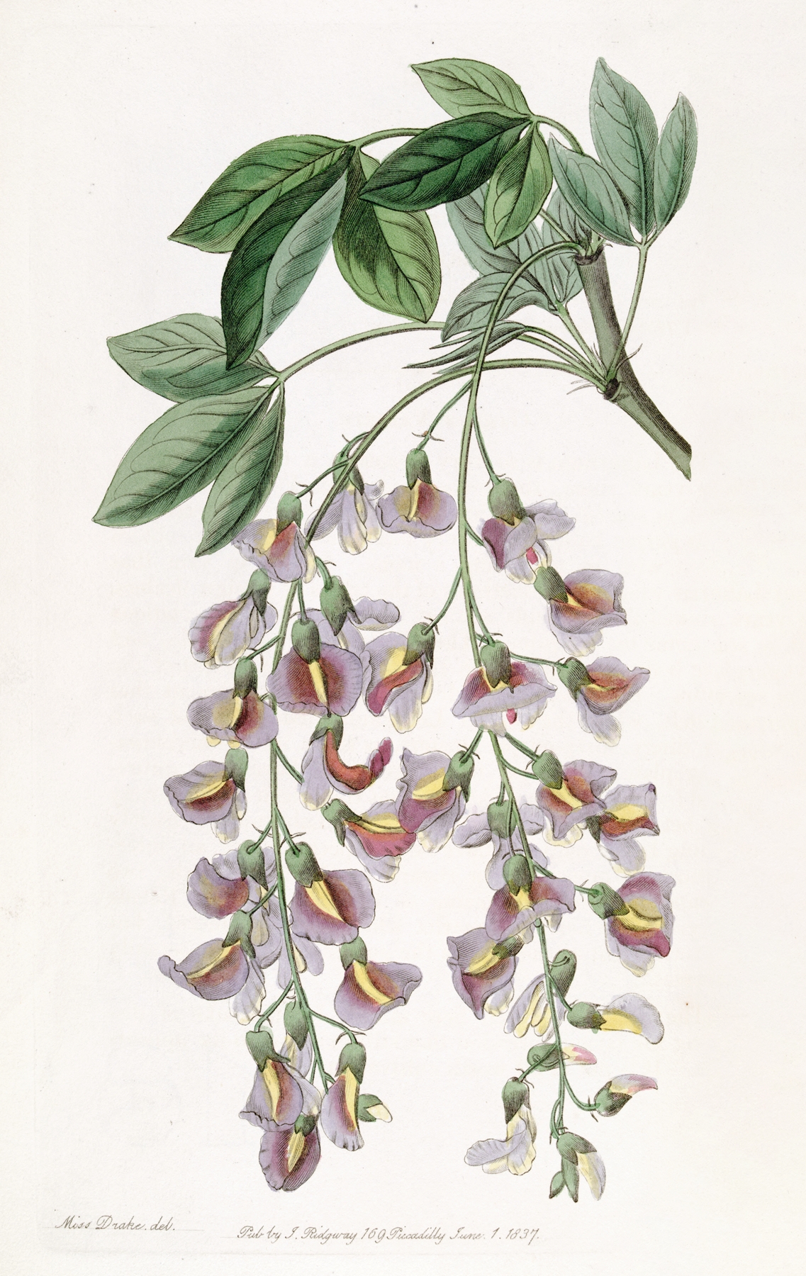 The Purple Laburnum by Sydenham Edwards