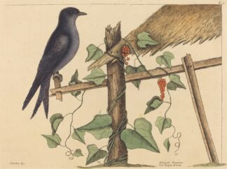 The Purple Martin by Mark Catesby