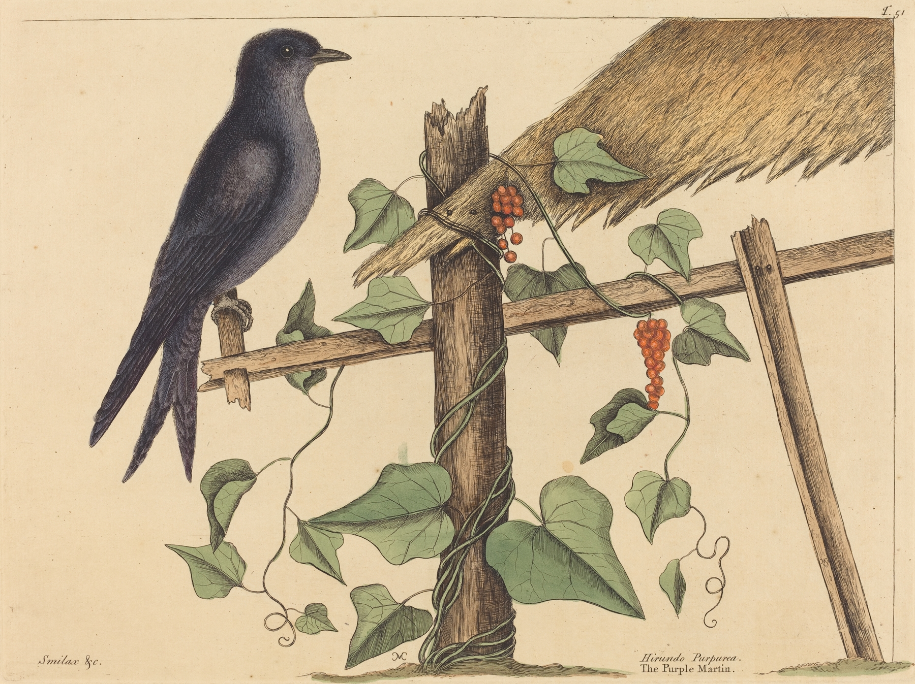 The Purple Martin by Mark Catesby
