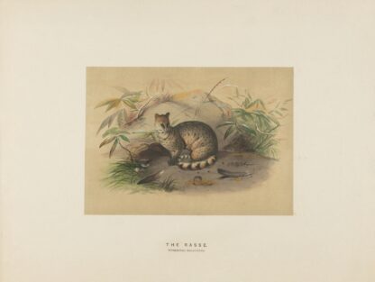 The Rasse by Joseph Wolf