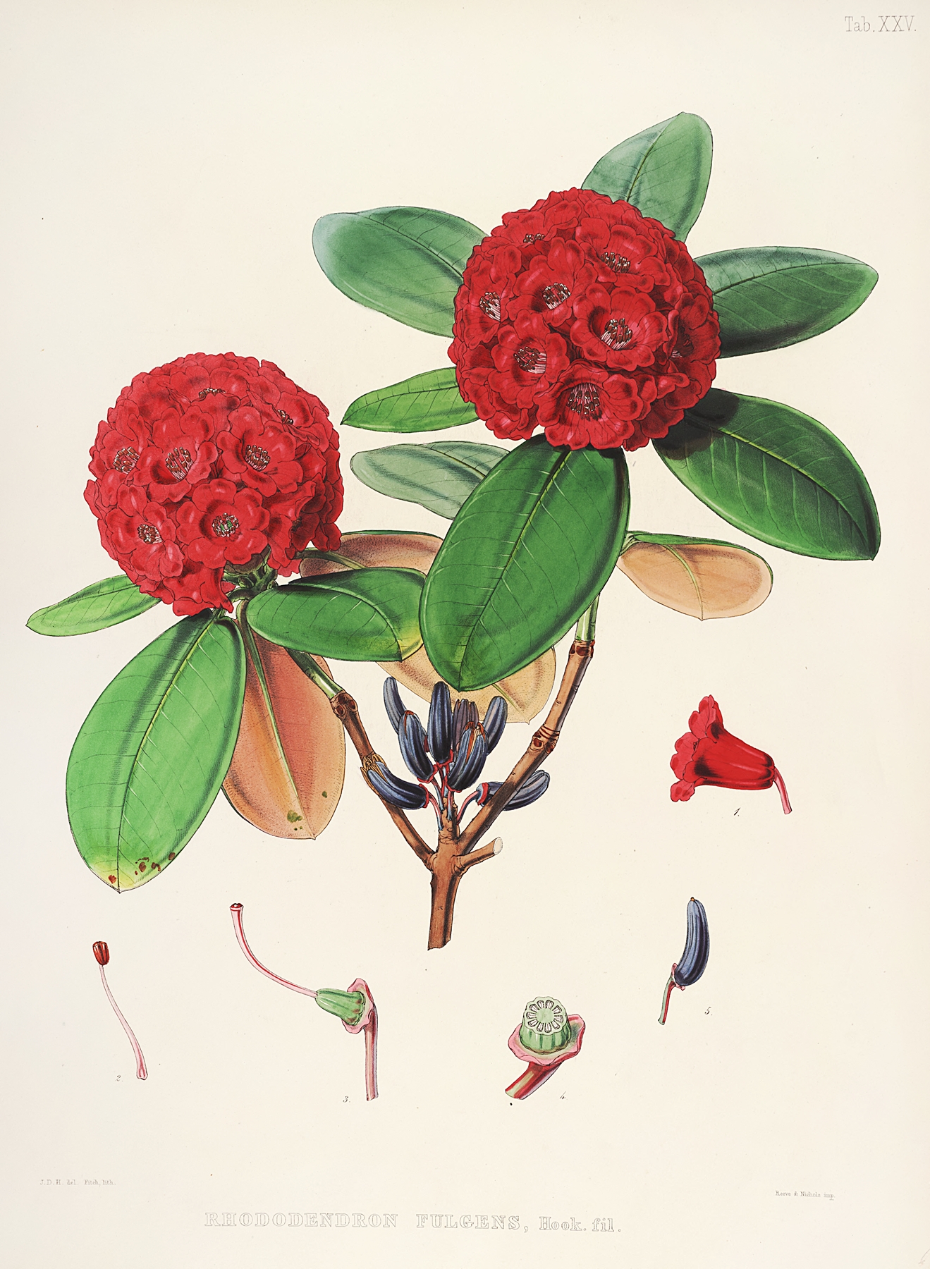 The Rhododendrons of Sikkim-Himalaya Pl.25 by Walter Hood Fitch