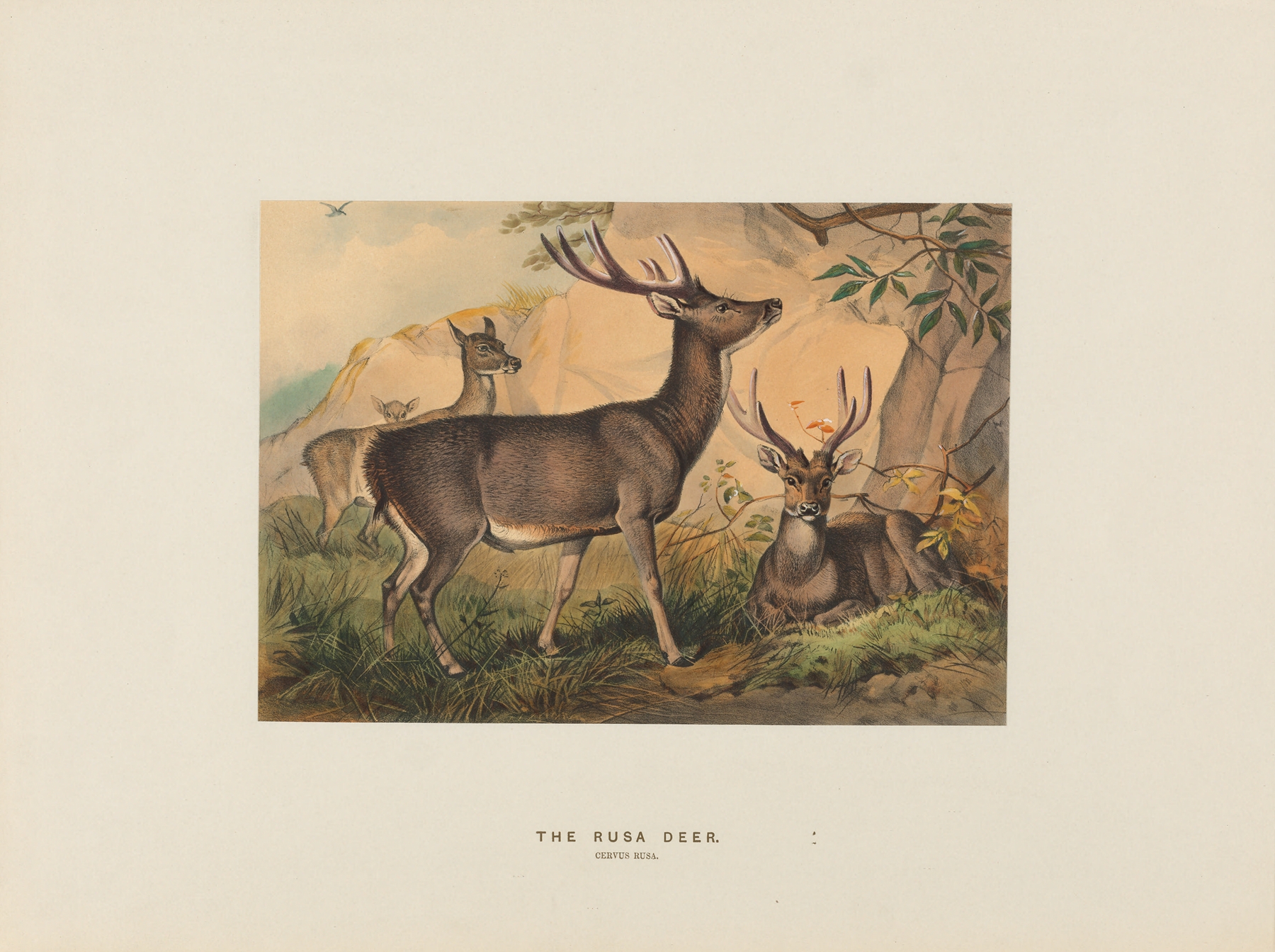 The Rusa Deer by Joseph Wolf