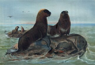 The Sea Bear by Joseph Wolf