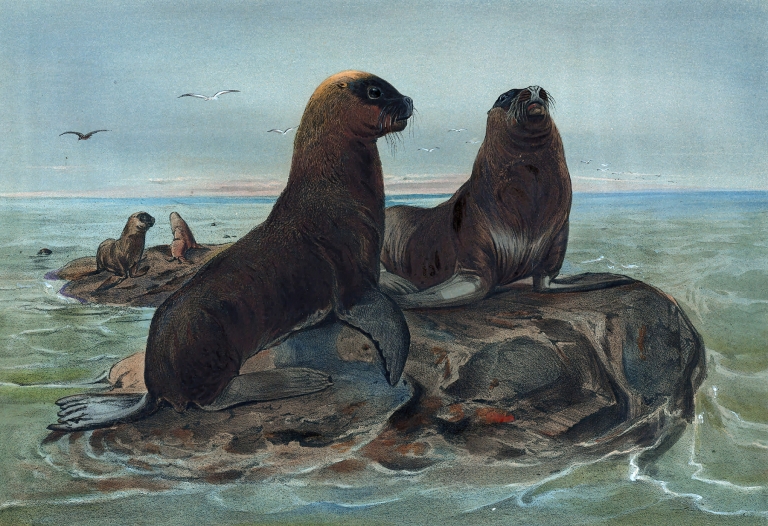 The Sea Bear by Joseph Wolf