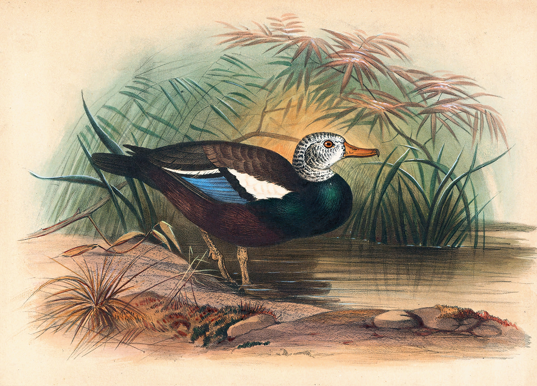 The Shielded Duck by Joseph Wolf