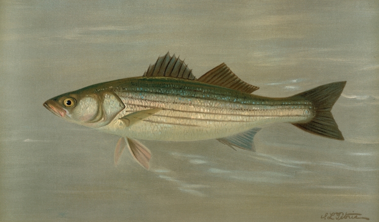 The Striped Bass, Roccus lineatus. by John L. Petrie