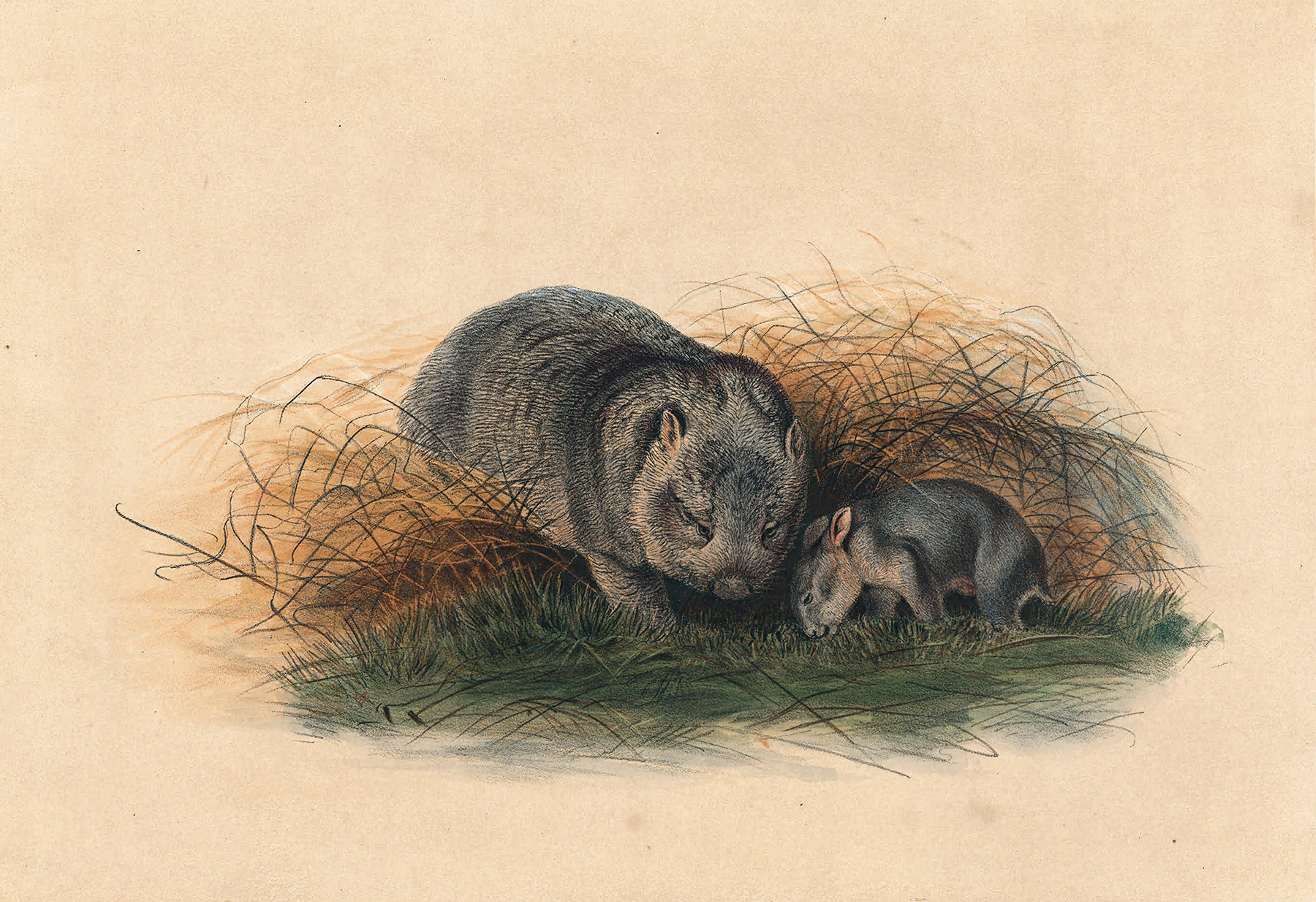 The Tasmanian Wombat by Joseph Wolf