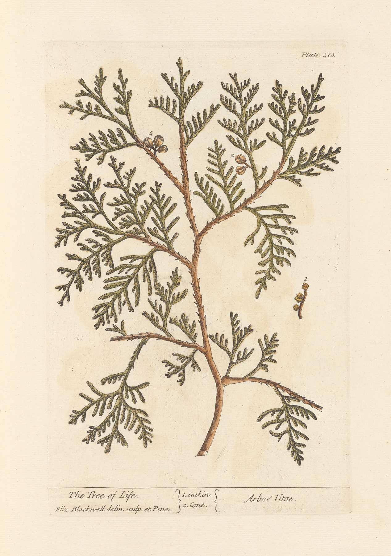 The tree of life by Elizabeth Blackwell