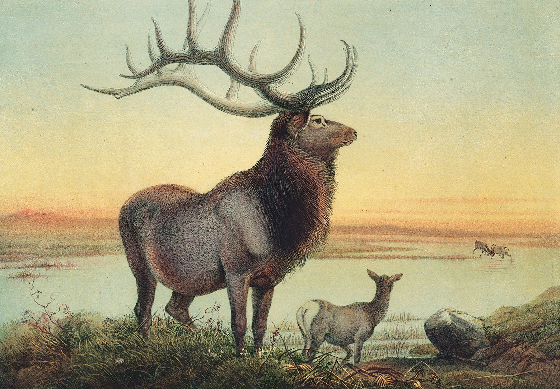 The Wapiti Deer by Joseph Wolf