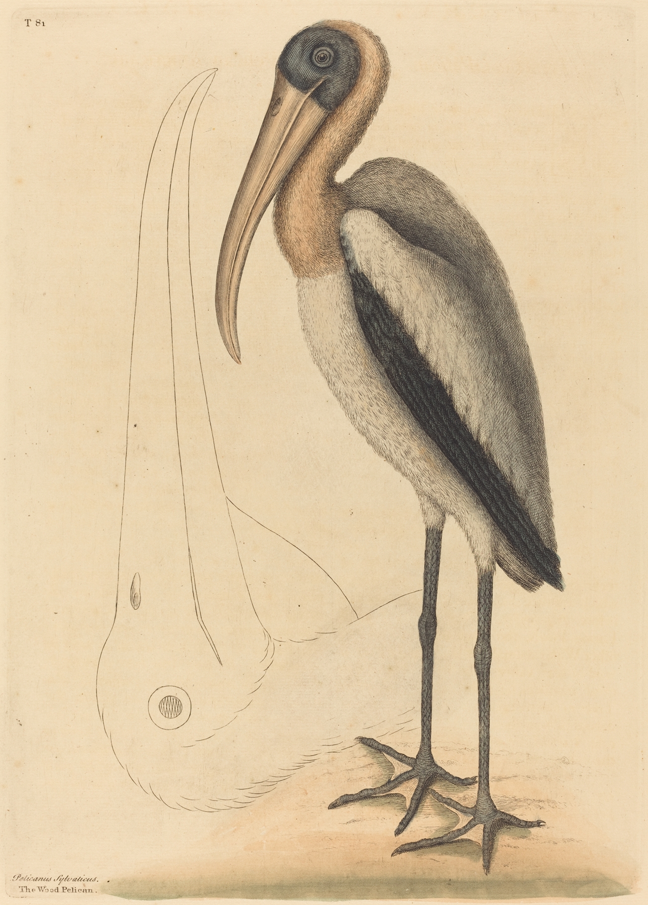 The Wood Pelican by Mark Catesby