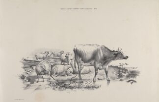 Thomas Sydney Cooper’s cattle subjects Pl.11 by Thomas Sidney Cooper
