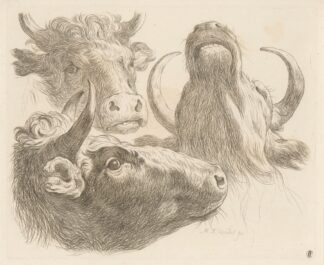 Three cow heads by Martin Ferdinand Quadal