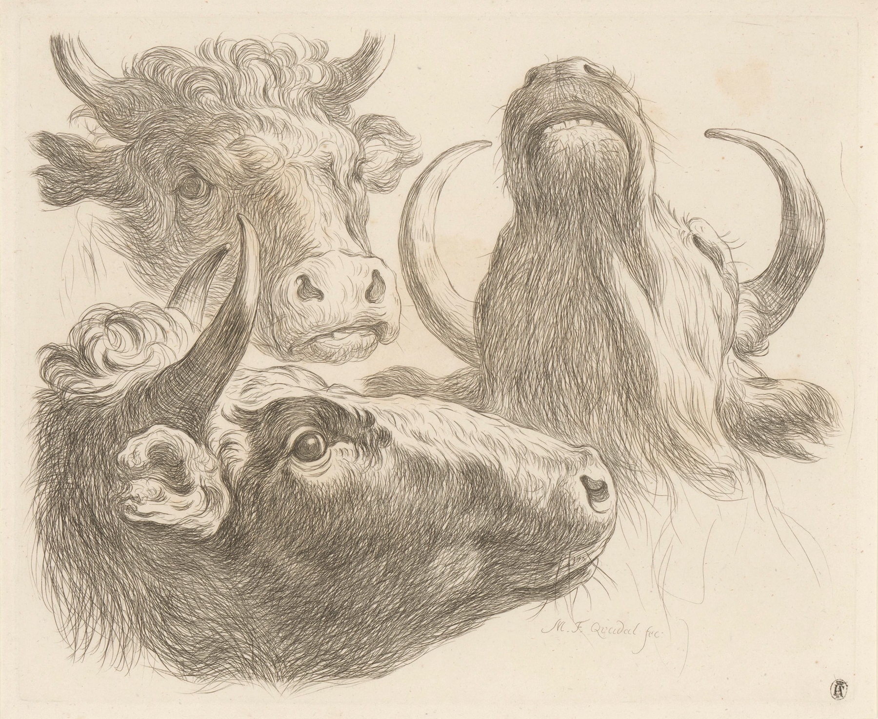 Three cow heads by Martin Ferdinand Quadal