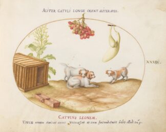 Three Puppies with a Crate and a Bunch of Grapes by Joris Hoefnagel